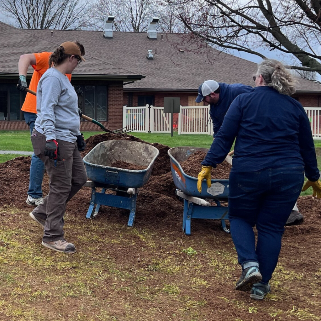 volunteers using wheelbarrows to spread mulch